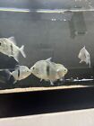 Barred Silver Dollar 5” Live Tropical Fish