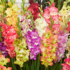 Parrot Gladiolus Mixture Flower Bulbs - 25 Bulbs Per Pack - Ships From USA