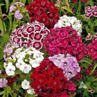 500+ MIXED Colors SWEET WILLIAM PINKS SEEDS Dianthus Barbatus Red Pink Flower US