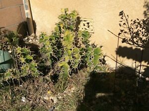 New Listinglot of 2 Euphorbia pseudocactus Zig Zag Cactus Succulent cuttings 11