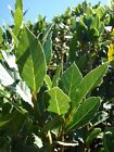 Laurus nobilis - 'Bay Leaf Tree' - Bay Laurel or Sweet Bay