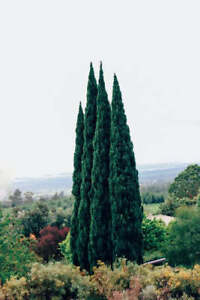 Italian Cypress Tree Seeds