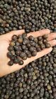 25 American Lotus seeds for growing! Nelumbo lutea, Water Lily. Native in USA!
