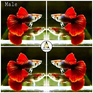5 Breeding Pairs Live Guppy Fish-Half Black Super Red Rose High Quality Grade A+