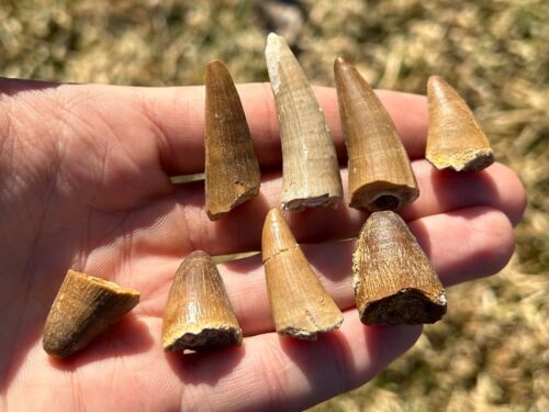Fossil Crocodile Tooth ONE PER PURCHASE Morocco Dinosaur Tooth Cretaceous Croc