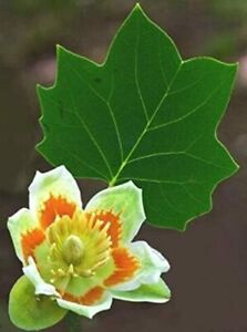25 Tulip Poplar Seeds for Planting Fast Growing Tree with Tulip Shaped Flowers