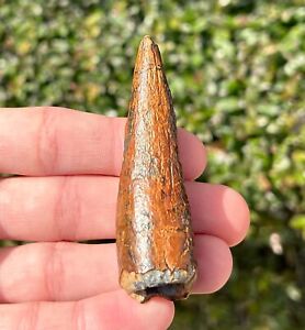 HUGE Fossil Super Croc or Dinosaur Tooth from Niger 2.7” Cretaceous Elrhaz Fm