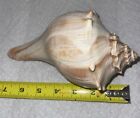 CONCH SHELL 7”