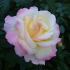 Rose PEACE Rosa 1 Live Bare-root Flower Plant Bush 1946 AARS Winner Pink Yellow