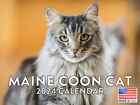 Maine Coon Cat 2024 Wall Calendar