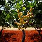 Pistachio Nut Tree Seeds (Pistacia vera) Hardy-Zone 7 Edible Garden Plant