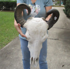 Asian Water Buffalo Skull with 19-20 inch horns from India taxidermy #48666