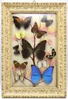 Vintage Taxidermy 11 Real Butterflies Framed 19.25” x 13.25” x 1” Rio de Janeiro