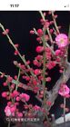 Japanese Flowering Apricot tree,骨里红 Prunus Mume,Ume, bonsai ,梅花