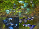 New Listing12x  Moscow Male Guppy Pack