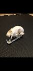 Real Raccoon Skull Taxidermy Trapping Hunting Bones Skeleton Museum Cabin Zoo
