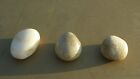 Small Stone Eggs - RARE Lot of 3 Eggs - Prehistoric Petrified Bird Eggs ???