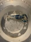 Live Blue Dragon Freshwater Crayfish (Procambarus Clarkii)