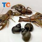 Toledo Goldfish LIVE Crayfish & Trapdoor Snail Combo