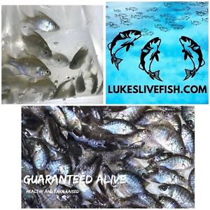 80+ Live Bluegill Fish,Bream,Sun Fish (SMALL) GUARANTEE ALIVE (FREE - Shipping)