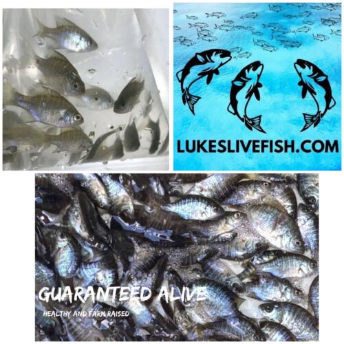 75+ Live Bluegill Fish,Bream,Sun Fish (SMALL) GUARANTEE ALIVE (FREE - Shipping)