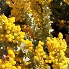 25+ Acacia cultriformis Seeds - Knifeleaf Wattle - Evergreen Drought/Cold Hardy