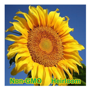 Mammoth Grey-Stripe Sunflower Seeds BULK | Non-GMO | Heirloom Garden Seeds