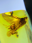 Burmese burmite Cretaceous cicada insect fossil amber Myanmar