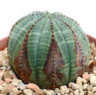 Euphorbia obesa BROWN ARROWS MARKS -  - V10