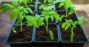 Live Plants - Vegetable - Fruit - Herb  Plants - 30-45 days old, 3