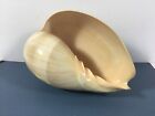 Real  Seashell Large Crowned Baler Melon Conch Polished