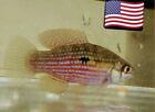4 American Flag killi Fish BEST ALGAE EATING FISH Freshwater(Jordanella floridae