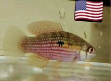 5 American Flag killi Fish BEST ALGAE EATING FISH Freshwater(Jordanella floridae