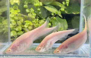 Albino Clown Knifefish/ Chitala ornata sp. albino - Live Freshwater Fish