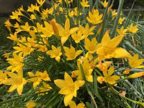 30 Zephyranthes Citrina Bulbs~Yellow Rain Lily !~Fairy lily~Amaryllis Relative