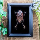 w116b Malayan Leaf Horned Frog shadowbox display Taxidermy Oddities curiositi
