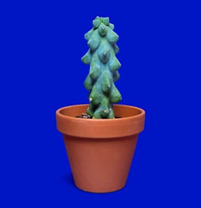 RARE Myrtillocactus geometrizans -fukurokuryuzinboku-  (BOOBIE cactus)  20 SEEDS