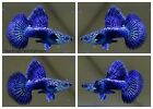 1 Trio - Live Aquarium Guppy Fish High Quality - Blue Dragon BDS Halfmoon