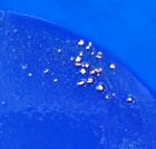Gold Panning Paydirt 2 Lb. Guaranteed GOLD Unsearched Black River Find Real Gold