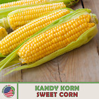 25 Kandy Korn Sweet Corn Seeds, Hybrid, Non-GMO, Genuine USA