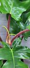 Philodendron Squamiferum, Hairy Philodendron,Well Rooted STARTER PLANT in 3
