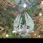 1ct Med/Large Live Crayfish, Guarante A-O-A (1.5