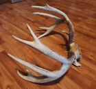 New ListingReal Whitetail Deer Antlers Set Wild Wi 6x6 Buck Decor Horns 12 Pt