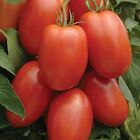 Roma Tomato Seeds | Heirloom | Non-GMO | Free Shipping | Seed Store | 1026