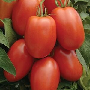 Roma Tomato Seeds | 50 Seeds | Non-GMO | Free Shipping | Seed Store | 1026