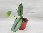 Scindapsus Treubii Moonlight , Sterling Silver live houseplant in 3