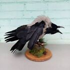 Hooded Crow (Corvus cornix) Taxidermy Stand  Mount #34 Eurasian Raven Gothic