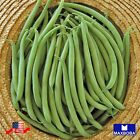 Bean Seeds - Bush - Provider - Organic Non-GMO Heirloom Garden