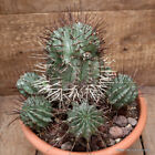 A2320 EUPHORBIA HORRIDA VERY OLD pot20-H20-W23 cm MaMa Cactus
