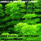Ambulia Limnophila Indica plants Fresh Live Aquarium Plants BUY2GET1FREE